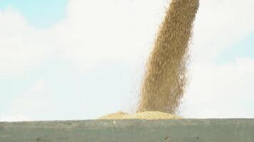 combinar Carregando trigo grão dentro caminhão às tarde. amarelo seco grãos queda a partir de colheitadeira broca. Visão em corrente do recentemente colhido cevada derramando dentro reboque. lindo céu às fundo video