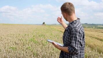 Farmer using a laptop and holding notebook with a combine harvester in a wheat field on background video