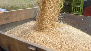 Unloading wheat seeds from the combine to the dump truck. Combine harvester unloads grain in the box video