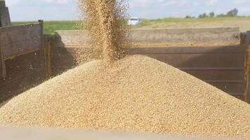 Unloading wheat seeds from the combine to the dump truck. Combine harvester unloads grain in the box video