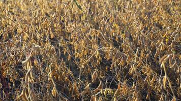 Soybean pods on the sunny field. Agricultural soy plantation background on sunny day. Soybeans ripened against sunlight video