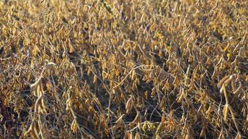 Sojabohne Schoten auf das sonnig Feld. landwirtschaftlich Soja Plantage Hintergrund auf sonnig Tag. Sojabohnen gereift gegen Sonnenlicht video