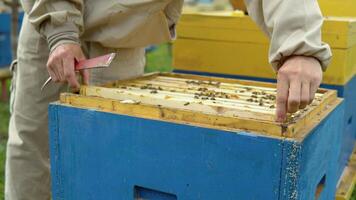 Beekeeper at Work. Bee keeper closes the hive. The beekeeper saves the bees video