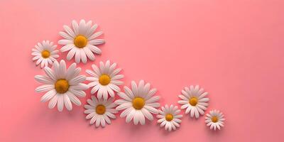 White Daisies on a Pale Pink Background. Copy Space. photo