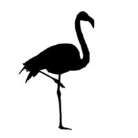 schwarz Flamingo - - Flamingo Vogel - - Flamingo Zeichnung png