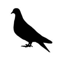 Preto Pombo - Pombo ilustração - Pombo desenhando png