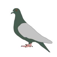 Pigeon contour - Pigeon ligne art - Pigeon illustration png