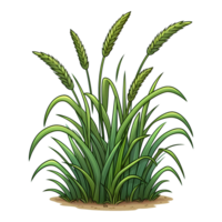 green young wheat illustration png