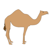 Hand gezeichnet Kamel - - braun Kamel Illustration png