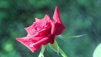 rojo Rosa flor cerca arriba con agua gotas. hermosa Rosa riego video