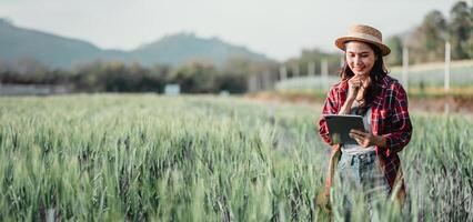 granjero vistiendo un Paja sombrero y tartán camisa usos un tableta en un lozano trigo campo con arboles y un casa en el antecedentes. foto