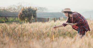 granjero en un Paja sombrero es inspeccionando el trigo campo cuidadosamente durante un calentar puesta de sol en el campo. foto