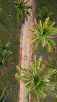 Top view of a scooter riding a scooter on a tropical road in Thailand. video