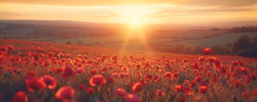 Beautiful field of red poppies in sunset light photo