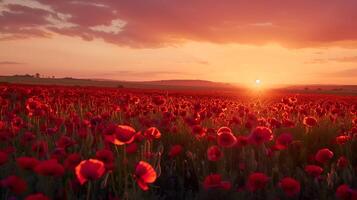 Beautiful field of red poppies in sunset light photo