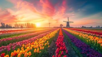 paisaje de vistoso tulipán campo y tradicional holandés molino en Holanda foto