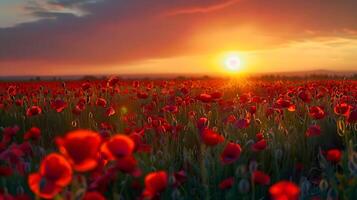 Beautiful field of red poppies in sunset light photo