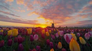 paisaje de vistoso tulipán campo y tradicional holandés molino en Holanda foto