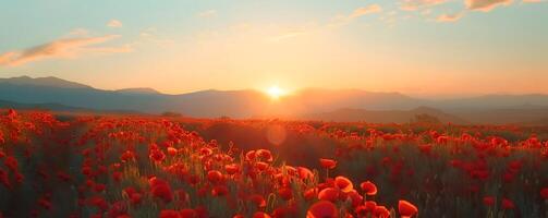 Beautiful field of red poppies in sunset light photo