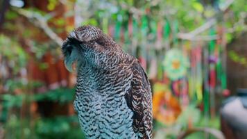 detailopname van een gecamoufleerd uil neergestreken Aan een Afdeling met levendig groen gebladerte in de achtergrond. video