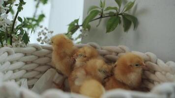 galinhas dormindo dentro uma branco cesta perto flores video