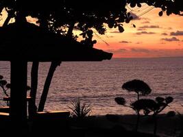 a bench under a tree at sunset overlooking the ocean photo