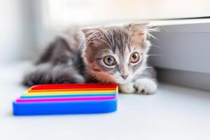 A lop-eared cat kitten lies on the windowsill and plays with a children's toy popit photo