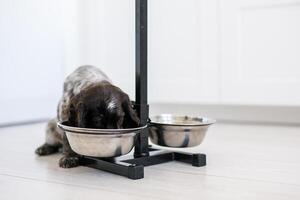 Young springer spaniel dog playing with toy on a floor at home photo