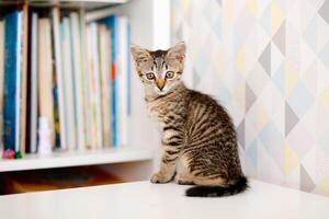 A little striped kitten sits on a white table near a rack of books. Home comforts photo