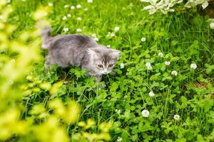 A lop-eared cat kitten walks outside in the green grass among the clovers photo