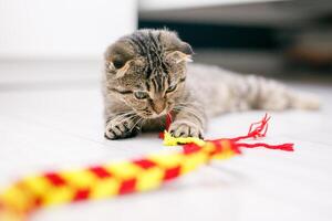 A Scottish lop-eared cat plays with ribbons on a light-colored wood floor photo