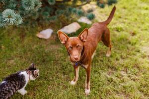 Australian Kelpie puppy lying outside on green lawn, playing with cats and having fun photo