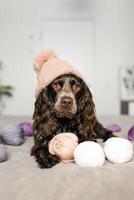 Playful Brown Cocker Spaniel Canine in Knitted Hat with Woolen Balls on Bed photo