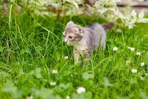 A lop-eared cat kitten walks outside in the green grass among the clovers photo