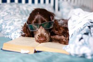 Brown spaniel with glasses lying under a warm blanket on the bed holding a book photo