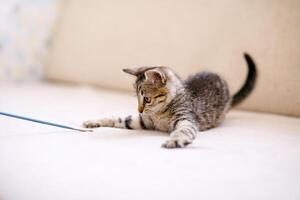 A little striped kitten playing on a beige blanket and catching something with her paws, hunting photo