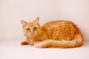 A red, fluffy, beautiful cat lies on a white windowsill by a flower pot and looks frightened photo