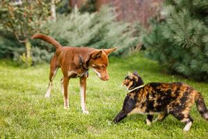 australiano Kelpie perrito acostado fuera de en verde césped, jugando con gatos y teniendo divertido foto