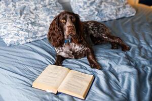 A brown spaniel lies on the bed with a book and yawns photo