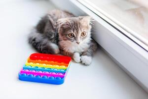 A lop-eared cat kitten lies on the windowsill and plays with a children's toy popit photo