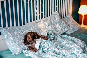 un marrón spaniel mentiras debajo un calentar cobija en un cama con un turquesa sábana y Navidad luces en el antecedentes foto