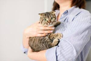un escocés gato es acostado en un mujer brazos. el mullido mascota es anidado cómodamente en el brazos foto