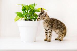 un pequeño a rayas gatito se sienta en un blanco mesa, olfateando un flor en un maceta y jugando. hogar comodidad concepto foto