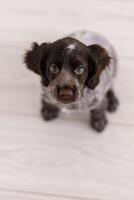 Russian spaniel puppy isolated on white wooden floor photo