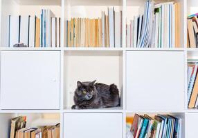 un ahumado gris y muy mullido gato se sienta en un estante entre libros y mira alrededor curiosamente foto