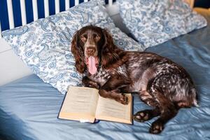 A brown spaniel lies on the bed with a book and yawns photo