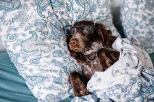 A brown spaniel lies under a warm blanket on a bed with a turquoise sheet and Christmas lights in the background photo