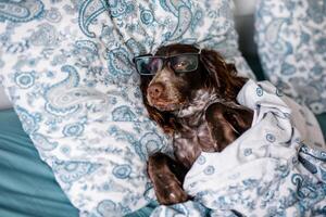 un marrón spaniel mentiras debajo un calentar cobija en un cama con un turquesa sábana y Navidad luces en el antecedentes foto