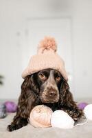 Adorable Russian Spaniel Dog Wearing Knitted Hat Playing with Woolen Balls on Bed photo