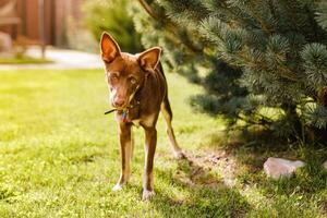 Australian Kelpie puppy outside in the yard on the green lawn photo